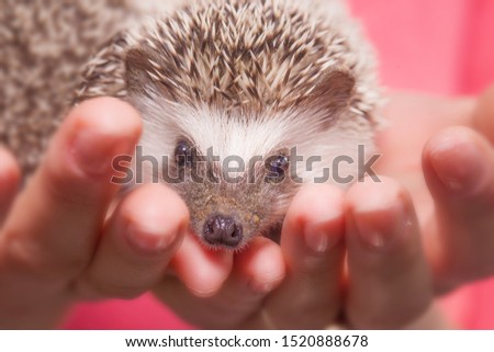 Hedgehog close-up. A small rodent sits in the hands of a man. The animal sits on the palms.