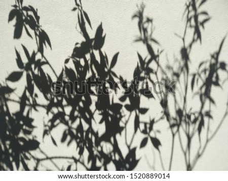 Tree or plant shadow background. Abstract natural leaves shadow background of tree branch falling on white concrete wall texture for background.