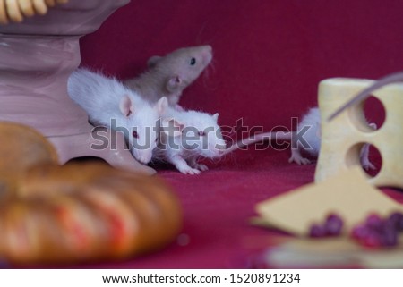 Mouse holiday. Mice are sitting on a red table. Rats on the background of food. Decorative rodents with buns.