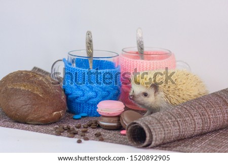 The concept of morning coffee. Hedgehog sitting in a glass. Rodent on the background of the dishes. Decorative animals close up.
