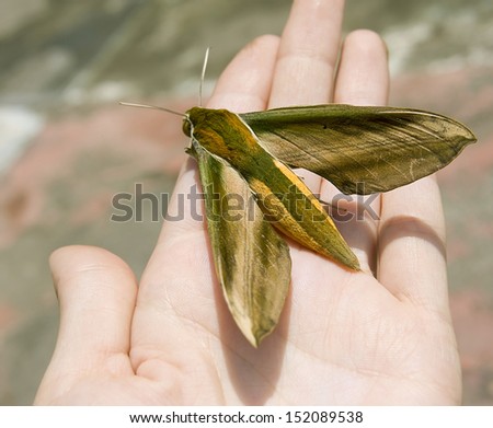 Big beauty asian nepalese butterfly on hand