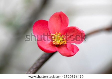 Ornamental flowering shrub Chaenomeles japonica cultivar superba with beautiful light pink petals and yellow center, early flowers in bloom