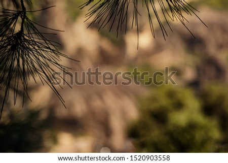 beautiful pine branches on a sunny day. natural background