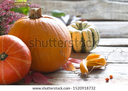 Autumn pumpkins on wooden boards background