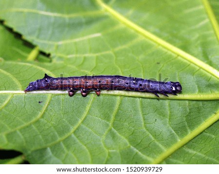 Exotic pictures of the nature of Philippine, island Maktan, tropical caterpillar