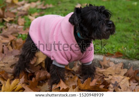 dog with coat in the autumn with dry leaves