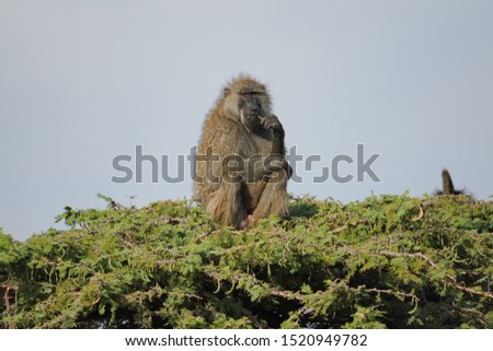 Baboon eating in Masai Mara Kenya