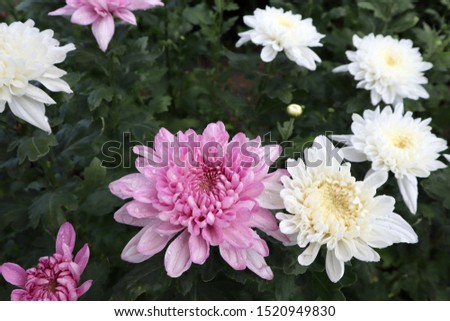 Pink and white color Chrysanthemum flower field, beautiful flower blooming for background