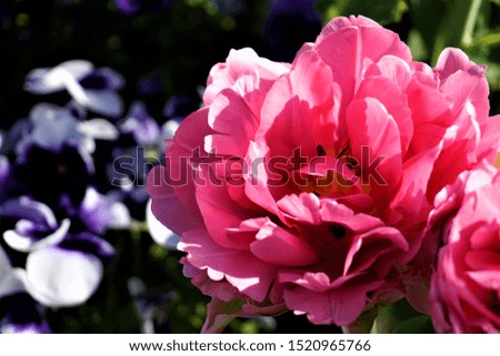 Large and filled pink tulip blossom spotted in a flowerbed