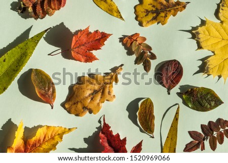 Bright diverse autumn leaves, layout on a light background, hard light. Seasonal fall concept composition, greenish white balance, top view.
