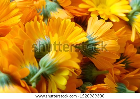 Yellow calendula flower heads for medicine close up 