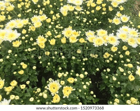 Yellow color Chrysanthemum flower field, beautiful flower blooming for background
