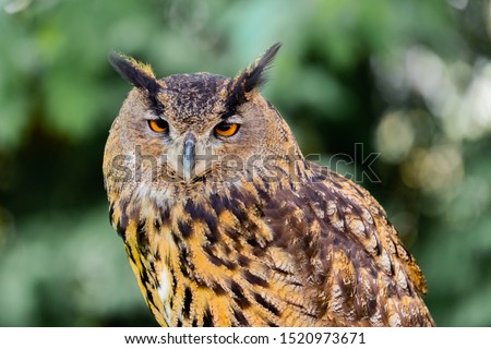 Royal Owl. Amazing bird with big eyes in the nature