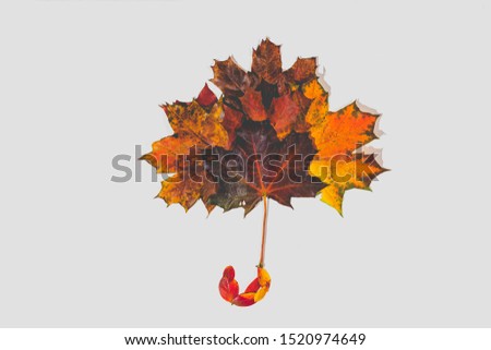 Umbrella made by leaves. Yellow and red leaves isolated on white background. Autumn concept