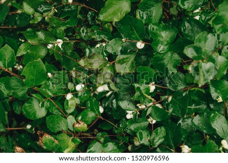 Colourful closeup flatlay picture of a bush with juicy green leaves and white berries. good for a background, wallpapers, blogs and posts