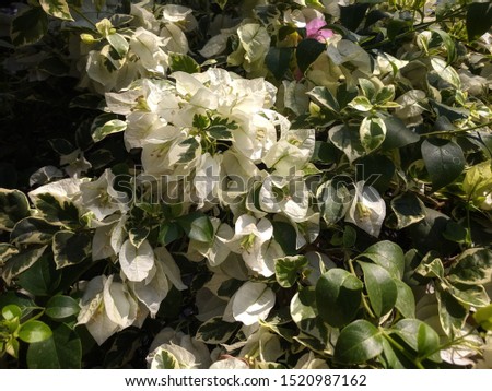 High Quality Picture of Exotic Indonesian White Bougainvillea Flower in the Afternoon