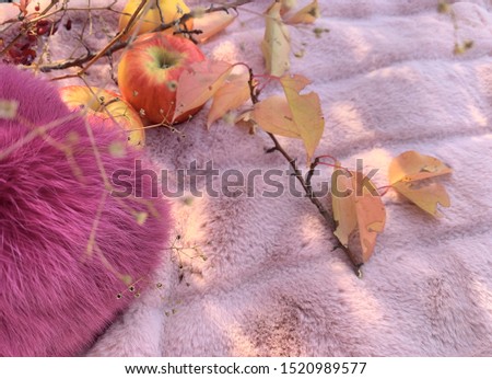 Apples on a pink background. Ripe fruits of an apple tree, a twig with yellow leaves. Template for text. Autumn photo.