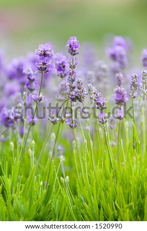 Lavender background Royalty-Free Stock Photo #1520990