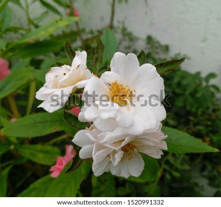 Beautiful bunch of white rose flowers, bouquet, flower photography