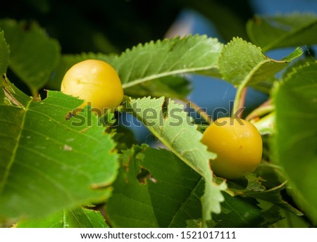 yellow cherry among the leaves