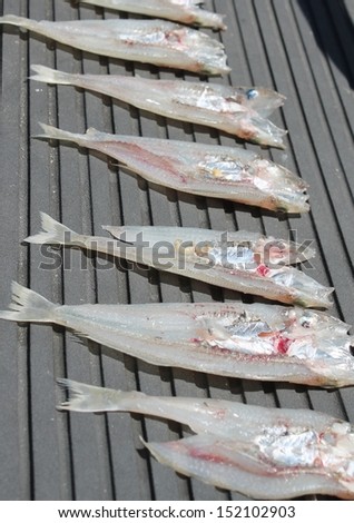 dried fish anchovies anchovy Fresh Small fish drying cut stock photo, stock, photograph, image, picture 