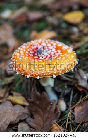 Close up picture of fly agaric mushroom in the forest. Red head poison mushroom in autumn season with fallen leaves on the background. Natural wallpaper with dangerous plant. Copy space for text. 
