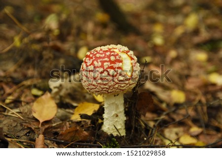 
red toadstool in the forest