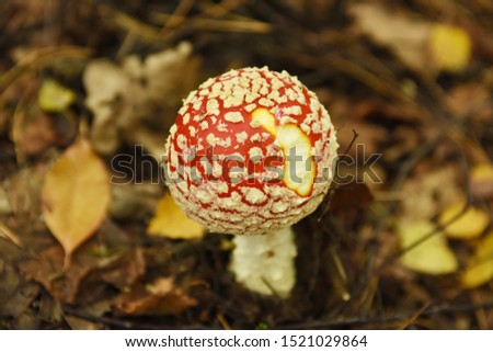 
red toadstool in the forest