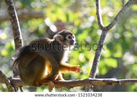 Squirrel Monkey sitting on a tree branch in dappled sunlight in a leafy forest. A full animal photograph including the tail.