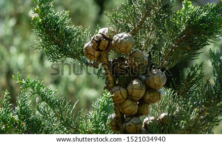 Close-up of round cones seeds on branch of Mediterranean cypress against sun on blurred spring green bokeh. Cupressus sempervirens, Persian cypress or pencil pine in Tuapse city. Soft selective focus Royalty-Free Stock Photo #1521034940