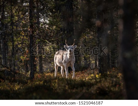 Picture of a reindeer looking at the photographer. The forest around is dressed in autumn colours