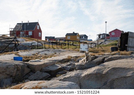 dog yard for sledge dogs in Greenland