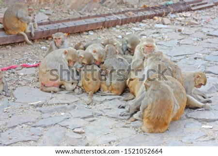 Monkeys around the famous Monkey Temple in Jaipur, India