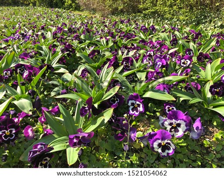 A field of purple/white garden pansy flowers with their plant and green leaves