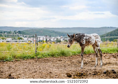 Appaloosa foal horse, breed, on pasture