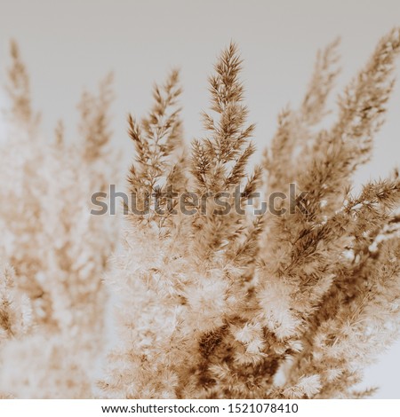 Beige reeds agains white wall. Beautiful pattern with neutral colors. Minimal, stylish, trend concept. Parisian vibes. Closeup photo. Royalty-Free Stock Photo #1521078410