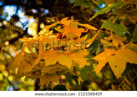 Maple leaves in the fall. Autumnal foliage of a tree in orange and yellow. Autumn crown of trees in yellow. Photo taken on a warm and sunny day in warm tint.