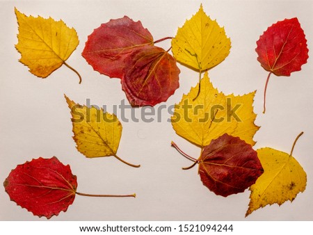 colorful foliage on a light background