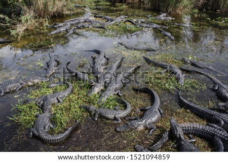 Alligators in the wild swamp