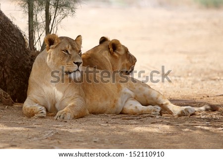 Close Up picture of lioness 