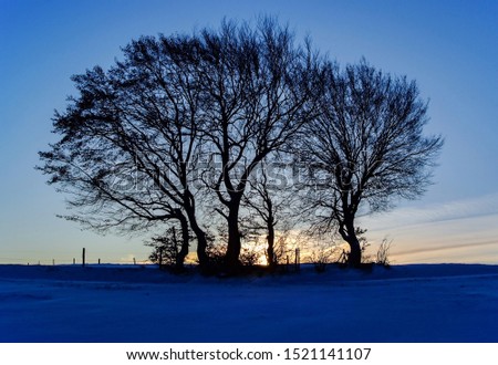 Tree Silhouettes at sunrise. Blue hour dawn atmosphere in Iserlohn Sauerland Germany. Iced Trees in Landscape with blue sky gradient. Snow covered meadows, cattle fence and ramification structure.