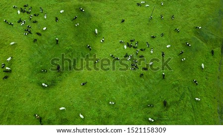 a herd of cows grazes in a field top view Royalty-Free Stock Photo #1521158309
