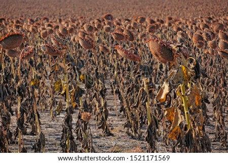 autumn dry sunflower field background 