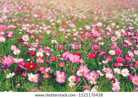 Flower background of the colorful cosmos with copy space. Natural flowers pattern wallpaper or greeting card.
