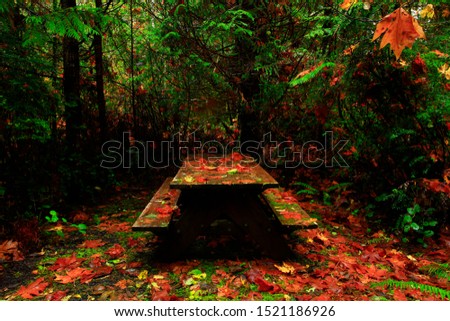 a picture of an exterior Pacific Northwest forest with benches