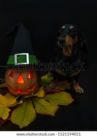 Composition for Halloween. Jack's lantern carved from a pumpkin with a candle inside, a magic hat with a green ribbon and a silver buckle, a funny Dachshund dog on a black background.