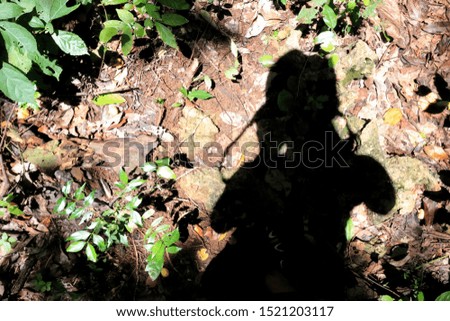 Green leaves and dry leaves cover on the ground in forest with blurred shadow of a hiker taking picture.Concept of active lifestyle
,freedom,tourism