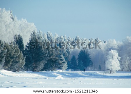 Winter snow forest background. Landscapes cold nature and snowy trees. White ice scene blue sky. Christmas frost. Frozen xmas. Outdoor wonderland. Panorama. Scenic view like in fairytale. Mixed media