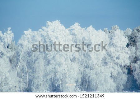 Winter snow forests background. Landscape and cold nature with snowy tree. White ice scene and blue sky. Christmas frost. Frozen xmas. Outdoor wonderland. Panorama. Scenic view like in fairytale.