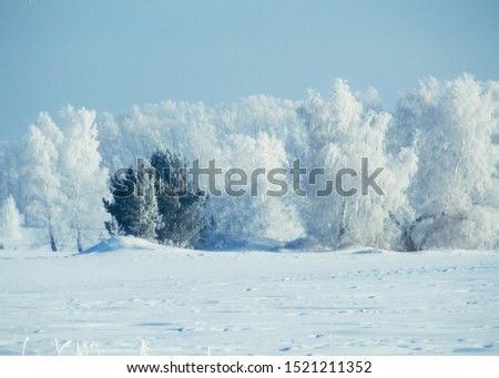 Winter snow forest background. Landscape and cold nature and snowy trees. White ice scene and blue sky. Christmas frost. Frozen xmas. Outdoor wonderland. Panorama. Scenic view like in fairytale.
